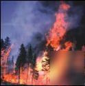 Art of fighting wildfires video training dvd - 2 hours
